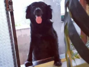 Cachorro raça Indefinida  idade 4 anos nome Pretinha 