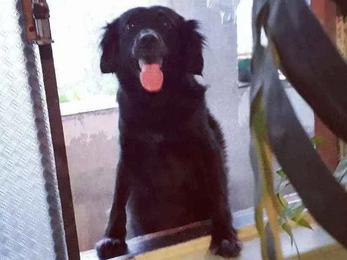 Cachorro ra a Indefinida  idade 4 anos nome Pretinha 