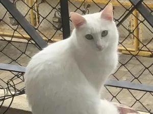 Gato raça Srd idade 1 ano nome Branca e Bia