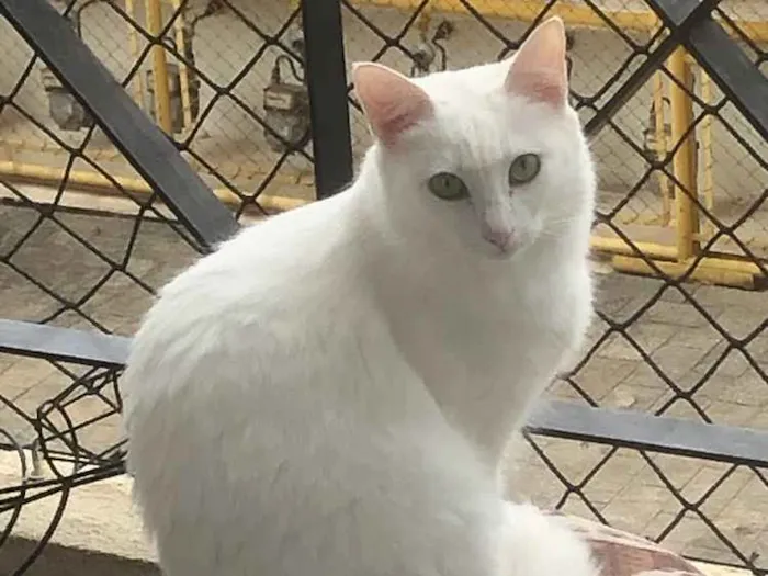 Gato ra a Srd idade 1 ano nome Branca e Bia