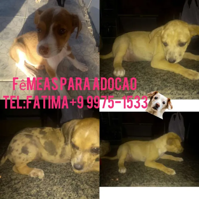 Cachorro raça Srd idade 2 a 6 meses nome Filhotes