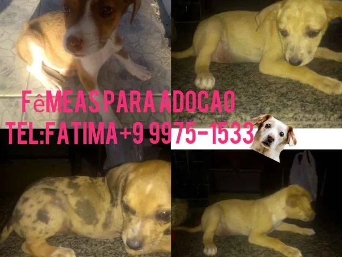 Cachorro raça Srd idade 2 a 6 meses nome Filhotes