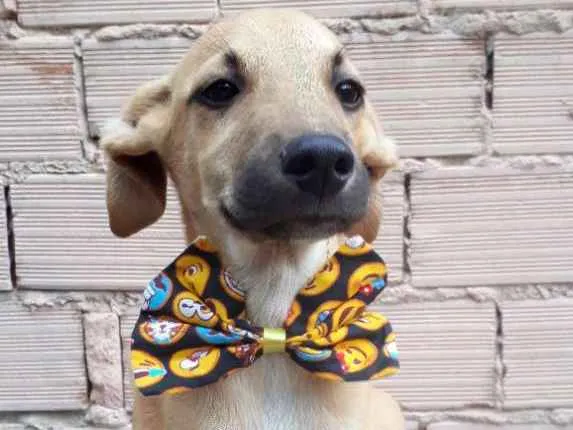 Cachorro raça SRD idade 2 a 6 meses nome Barthô 