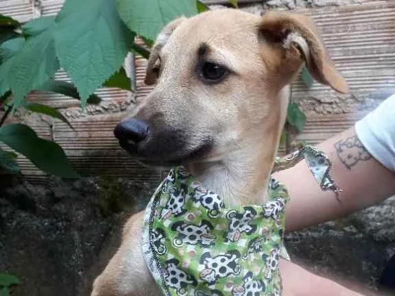 Cachorro raça SRD idade 2 a 6 meses nome Barthô 