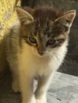 Gatinhas