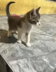 Gatinhas
