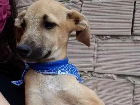 Cachorro raça SRD idade 2 a 6 meses nome Barthô 