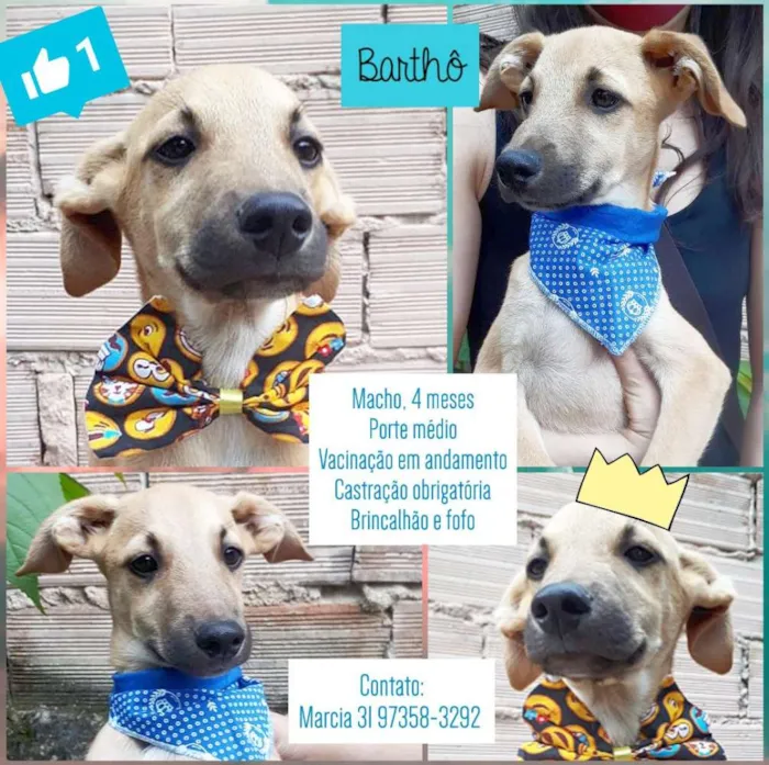 Cachorro raça SRD idade 2 a 6 meses nome Barthô 