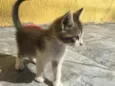 Gatinhas