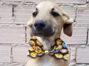 Cachorro raça SRD idade 2 a 6 meses nome Barthô 