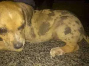 Cachorro raça Srd idade 2 a 6 meses nome Filhotes