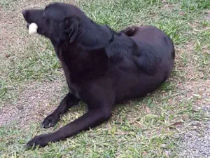 Cachorro raça Labrador idade 2 anos nome Jhony