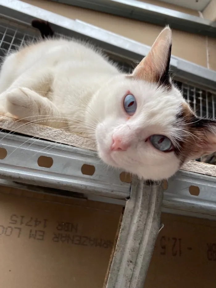 Gato ra a  idade 7 a 11 meses nome Cristal 