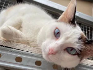 Gato raça  idade 7 a 11 meses nome Cristal 