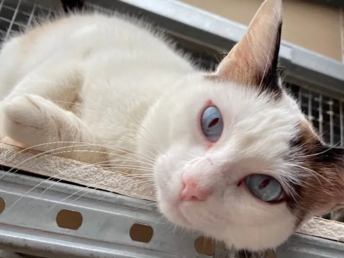 Gato ra a  idade 7 a 11 meses nome Cristal 