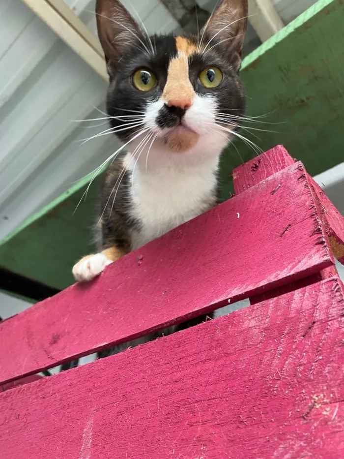 Gato ra a  idade 2 a 6 meses nome Milli 