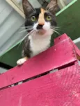Milli