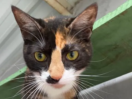 Gato ra a  idade 2 a 6 meses nome Milli 