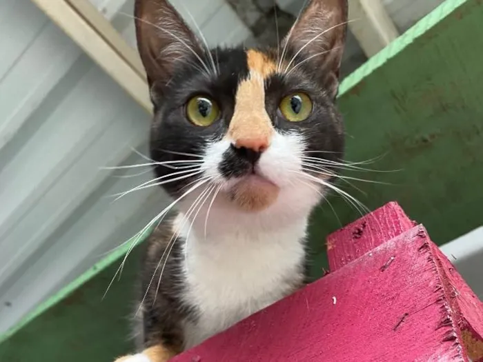 Gato ra a  idade 2 a 6 meses nome Milli 