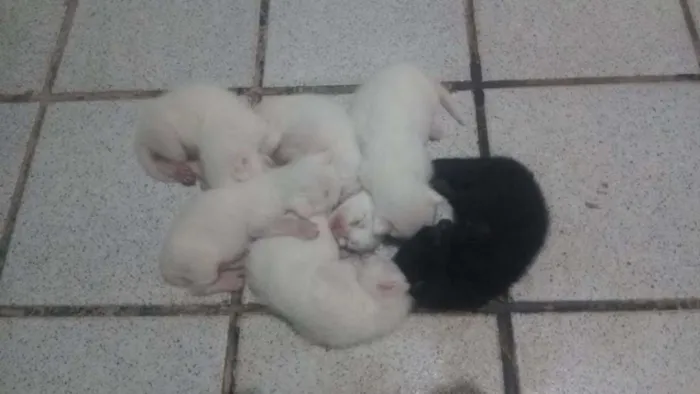Gato raça vira lata idade Abaixo de 2 meses nome sem nome
