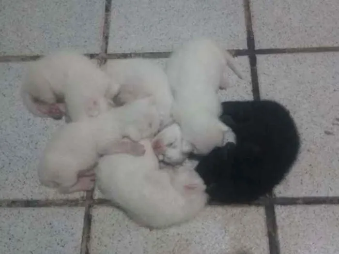 Gato raça vira lata idade Abaixo de 2 meses nome sem nome