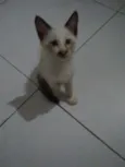 Mili