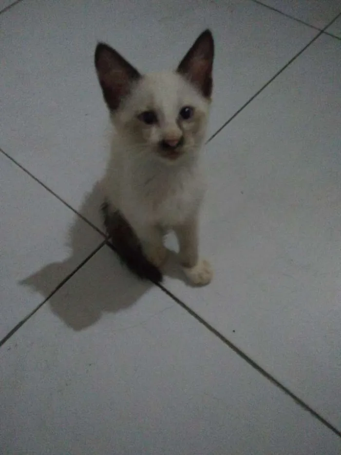 Gato ra a Siamês idade 2 a 6 meses nome Mili