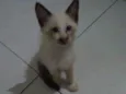 Mili