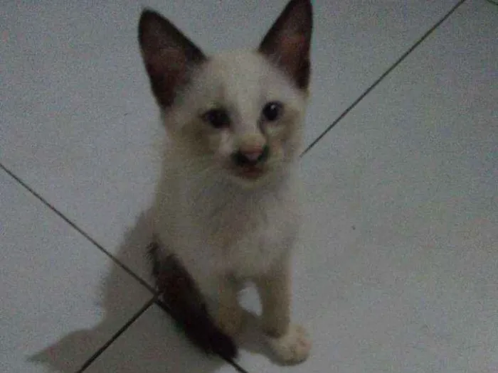 Gato ra a Siamês idade 2 a 6 meses nome Mili