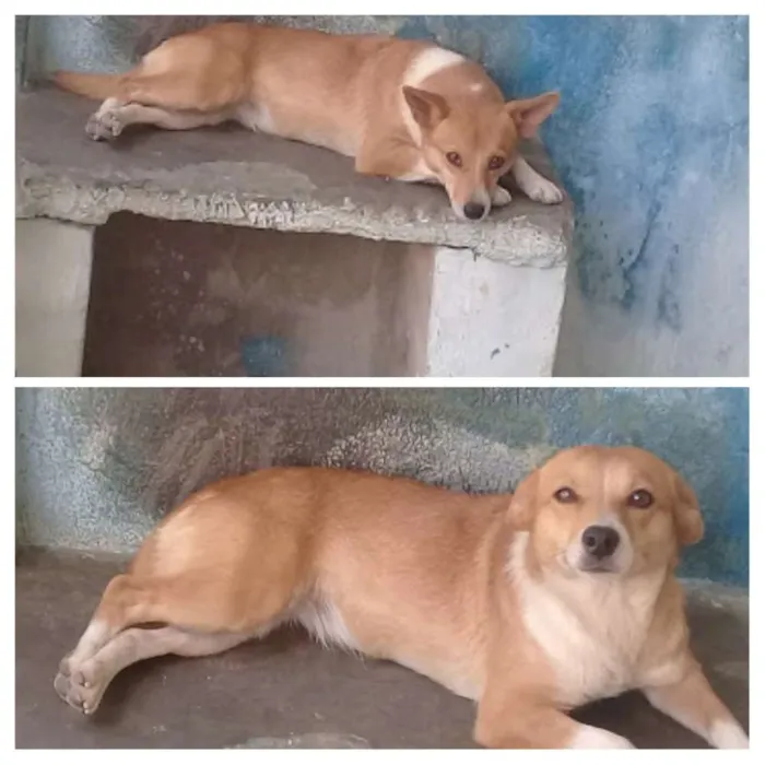Cachorro ra a Indefinida idade 3 anos nome Margo 
