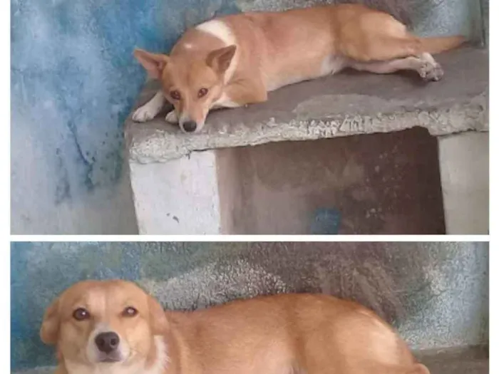 Cachorro ra a Indefinida idade 3 anos nome Margo 