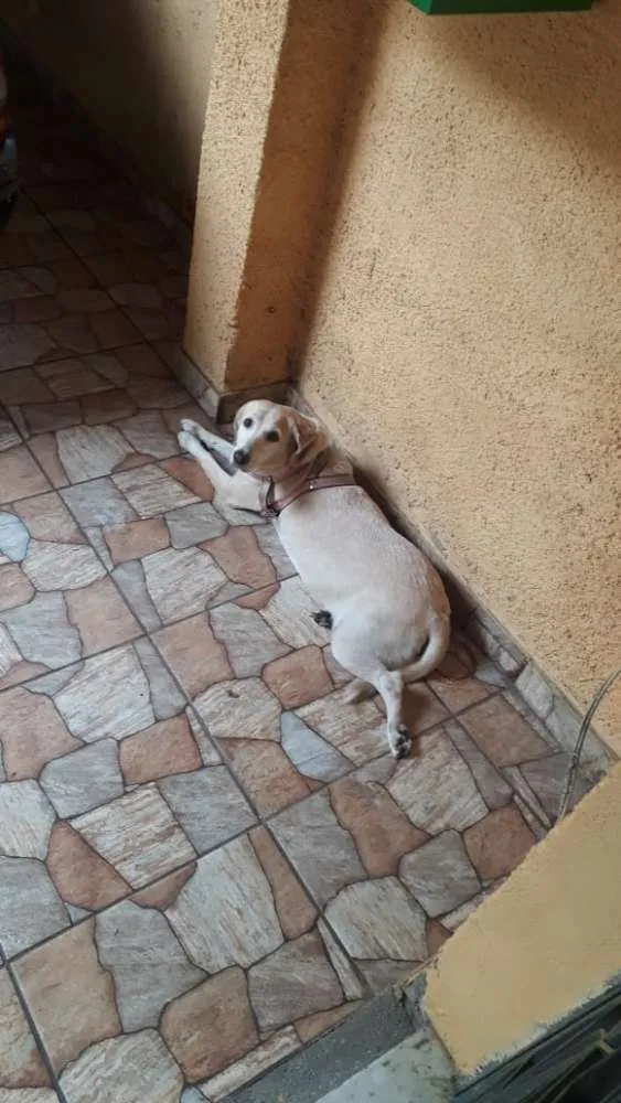 Cachorro ra a Labradora idade 6 ou mais anos nome Belinha 