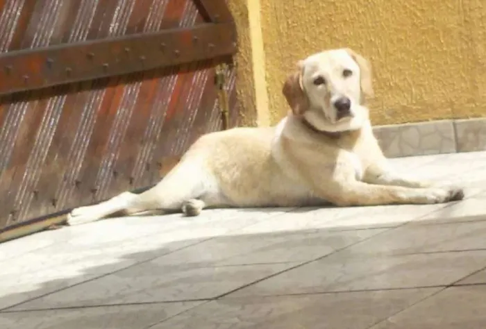 Cachorro ra a Labradora idade 6 ou mais anos nome Belinha 