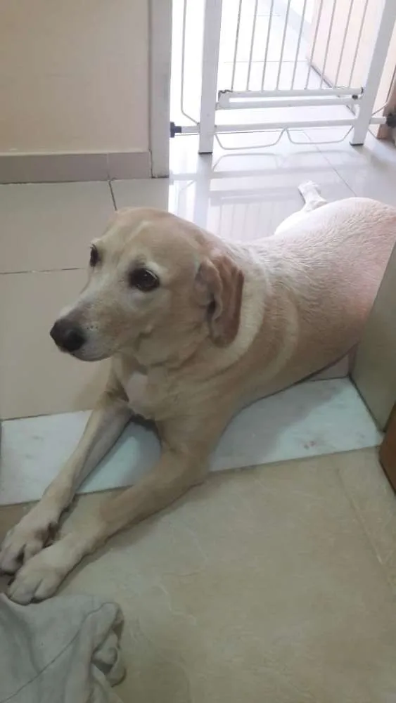 Cachorro ra a Labradora idade 6 ou mais anos nome Belinha 