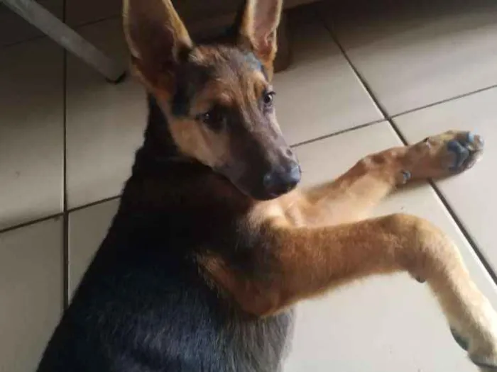 Cachorro ra a Pastor Alemão idade 2 a 6 meses nome Duck