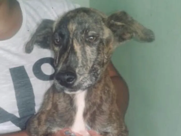 Cachorro ra a SRD idade 2 a 6 meses nome Thor 