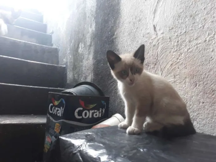 Gato ra a S/D idade 2 a 6 meses nome Lulu