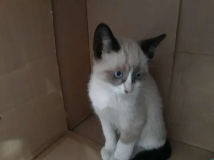 Gato ra a S/D idade 2 a 6 meses nome Lulu