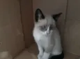 Lulu