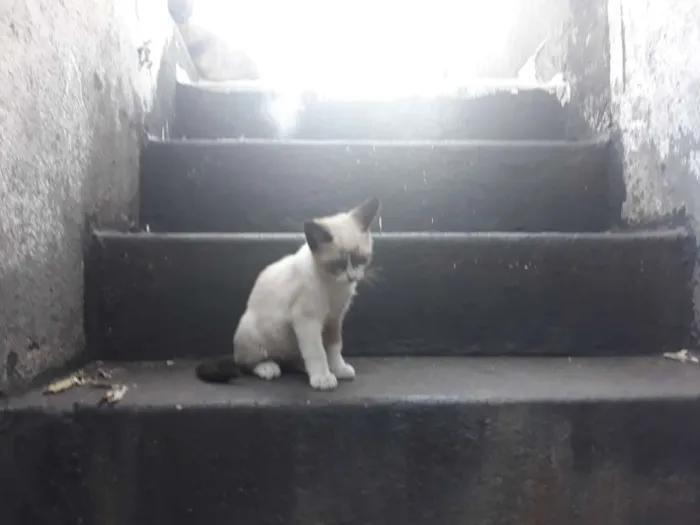 Gato ra a S/D idade 2 a 6 meses nome Lulu