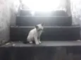 Lulu