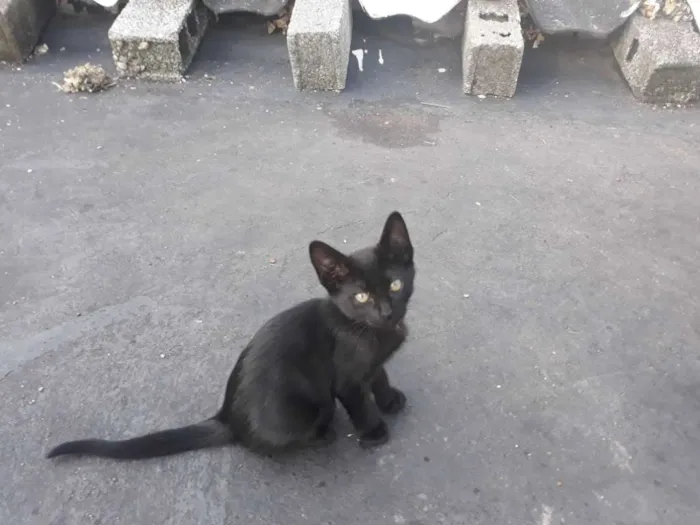 Gato ra a S/D idade 2 a 6 meses nome Belinho