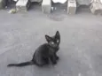Belinho