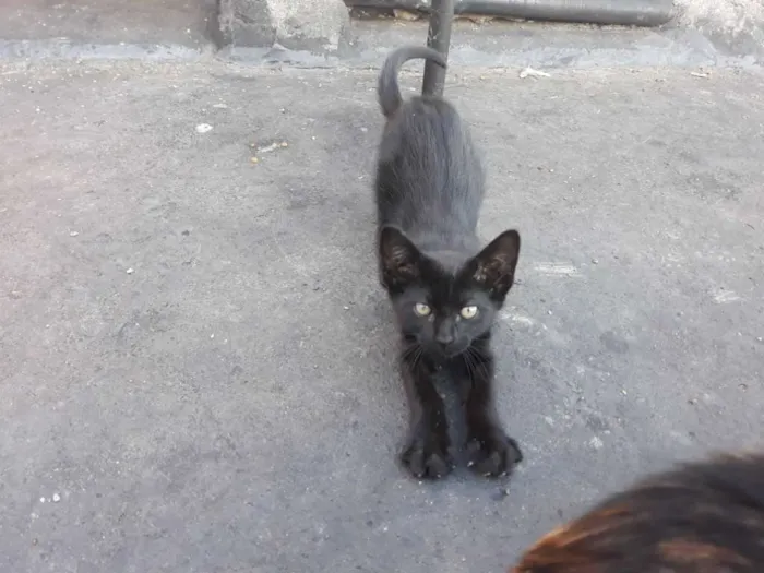 Gato ra a S/D idade 2 a 6 meses nome Belinho