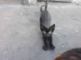 Belinho