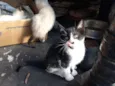 Boris