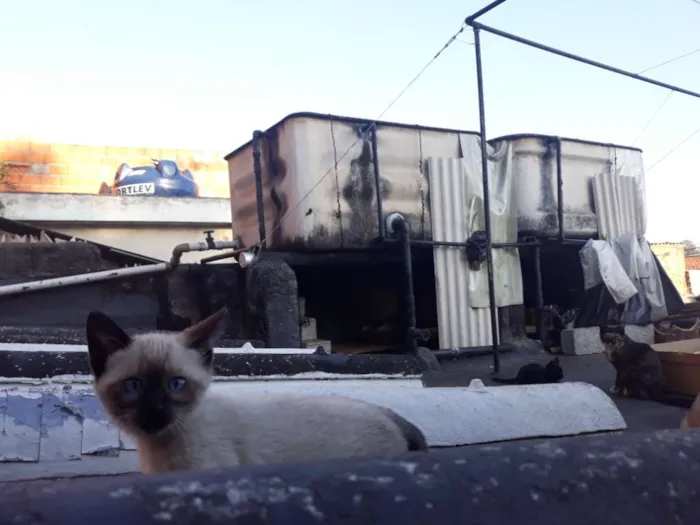 Gato ra a S/D idade 2 a 6 meses nome Bela