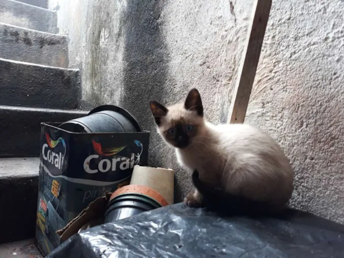 Gato ra a S/D idade 2 a 6 meses nome Bela