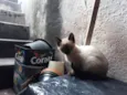 Bela