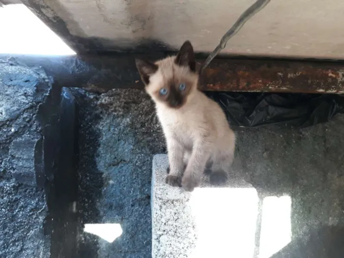 Gato ra a S/D idade 2 a 6 meses nome Bela
